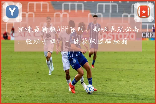 猫咪最新版APP官网，趣味养宠必备，轻松升级，一键获取逗猫秘籍